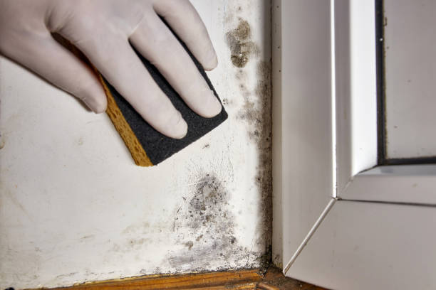  Goldstream, AK Mold Removal Pros